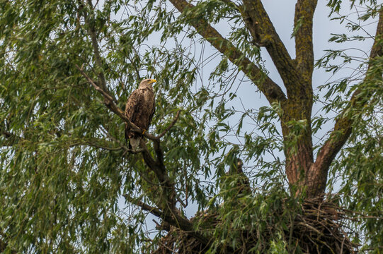 White tailed eagle at the beautiful Danube Delta, a famous landmark of Romania