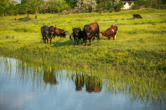 Farm animals at the beautiful Danube Delta, a famous landmark of Romania