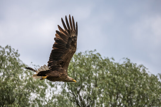 White tailed eagle at the beautiful Danube Delta, a famous landmark of Romania