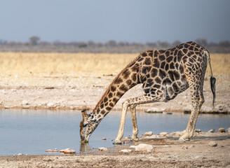 Giraffe drinking at a waterhole in Etosha National Park, Namibia, Africa © dvlcom