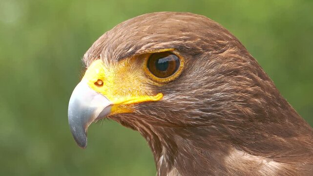 Majestic harris hawk close up portrait footage showcasing its sharp