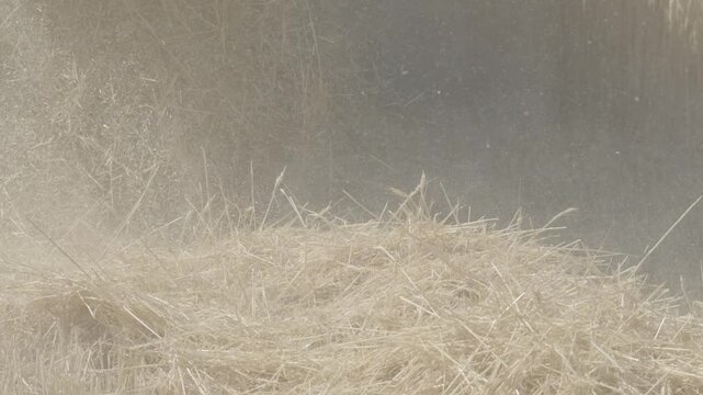 Close up of agricultural harvester discharging wheat straw and dust onto field during summer grain harvest