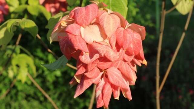 Pink Medinilla magnifica Flower Cluster with Green Leaves in Tropical Garden