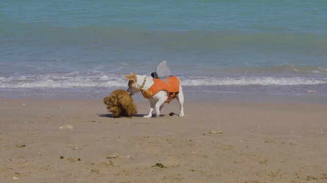 Mini Jack Russel terrier with shark swimming vest playing with mini toy Poodle on the beach