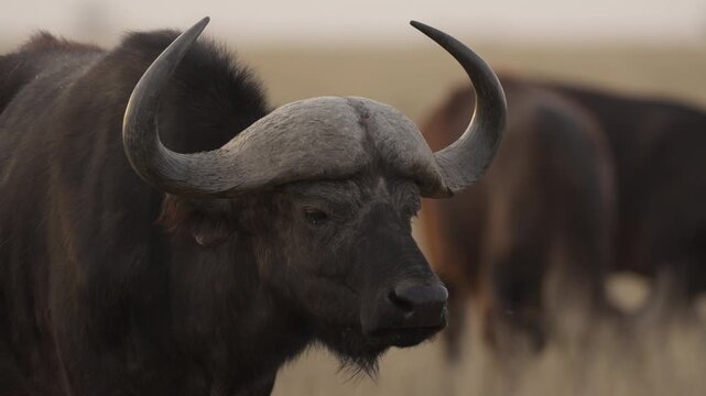 African buffalo (Syncerus caffer )in typical natural Kalahari-Nama Karoo transition habitat near Kimberley, Northern Cape, South Africa, showcasing iconic African wildlife in a wild landscape.