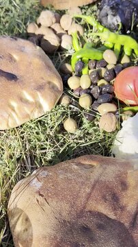 Vertical video close up of a rustic camper picnic with village bread, tomatoes, eggplants, peppers, cheese, olives, potatoes, and walnuts arranged on natural grass for a healthy outdoor meal