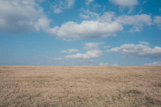 wheat field and blue sky