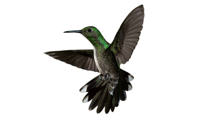 Flying Green Hummingbird in Motion PNG Cutout © SpectraFocus
