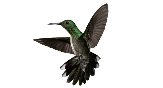 Flying Green Hummingbird in Motion PNG Cutout