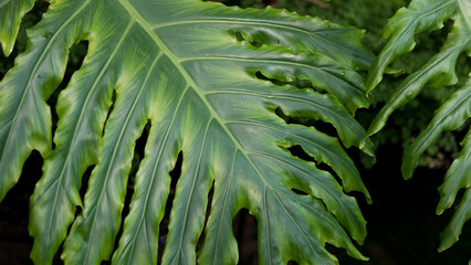 Deeply Lobed Split Leaf Philodendron Leaf with Prominent Veins in Dramatic Light — Concept: Exotic Tropical Foliage, Dark Moody Botanical Background, Large Leaf Texture Detail © Svetlana