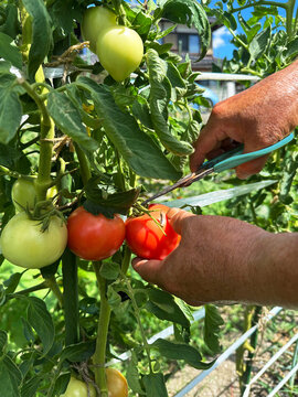 Hand Picking Ripe Tomatoes from Organic Farm トマト畑オーガニック野菜