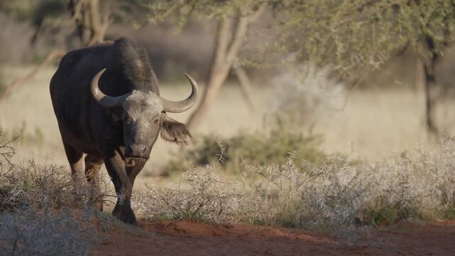 African buffalo (Syncerus caffer )in typical natural Kalahari-Nama Karoo transition habitat near Kimberley, Northern Cape, South Africa, showcasing iconic African wildlife in a wild landscape.