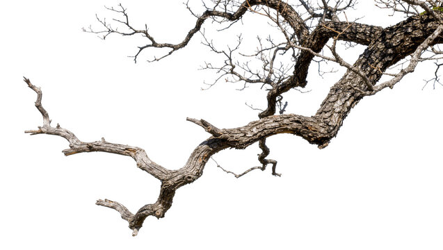 Gnarly textured dead tree branch with intricate twig network, isolated on transparent background