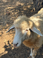 Close-up portrait of a domestic sheep standing outdoors on dry, dusty ground © lmot11