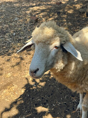 Close-up of a domestic sheep standing outdoors on dry ground © lmot11