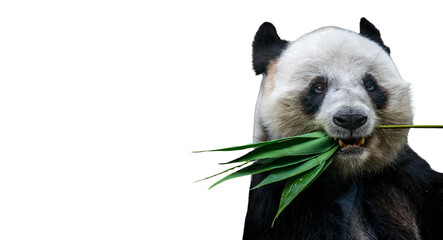 Giant Panda Eating Green Bamboo Leaves PNG Cutout © SpectraFocus
