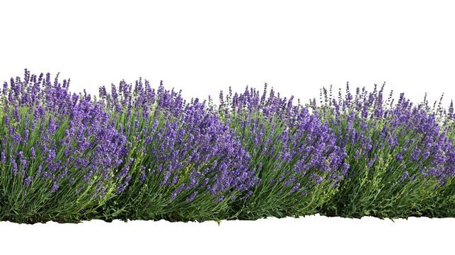 Isolated beautiful purple lavender plants in bloom, fragrant aromatic flowers growing in a garden.