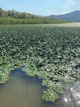 Dense field of green aquatic plants covers the surface of a calm lake under a sunny sky
