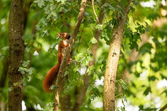 Squirrel eat nut in forest. Red squirrel outdoor. Wild animal in nature. Squirrel on the tree. Rodent animal fauna. Autumn scene with squirrel rodent animal. Wildlife nature