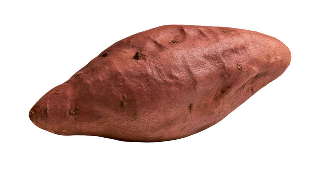 Isolated single fresh raw whole sweet potato, a healthy and delicious autumn vegetable