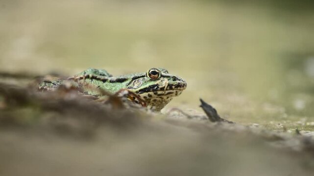 Green pond frog in shallow muddy water, ducks fast as crab scuttles by at day