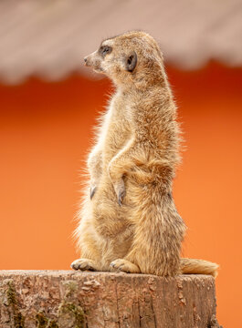 Curious meerkat looking attentively outdoor. Meerkat in zoo park. Meerkat wild animal, wildlife. Wild nature animal in zoo
