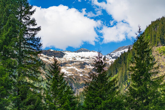 Scenery landscape mountain. Scenery coniferous forest. Pine tree and mountain coniferous forest landscape. Mountain landscape. Forest nature with alpine mount. Nature in alp mountain countryside