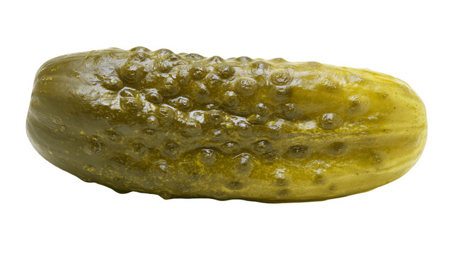 Isolated gherkin pickle with bumpy textured skin in natural green and yellow colors, food ingredient