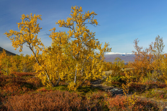 Autumn view over Landscape in Abisko