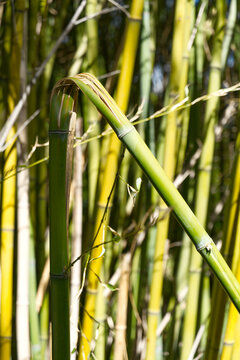 Detailed close-up shot of a broken, bent green bamboo stalk with a cracked joint, set against a blurred background of a dense bamboo grove