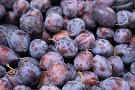 Fresh prune Plums Piled Together