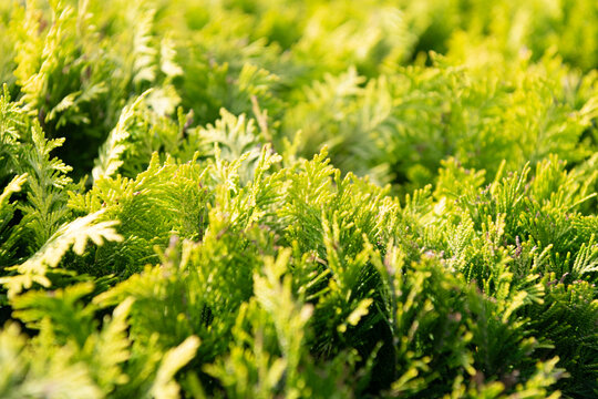 Cedar tree branch background. Cypress branch. Green evergreen twig. Thuja green background. Cypress tree branch. Evergreen Thuja cedar plant nature