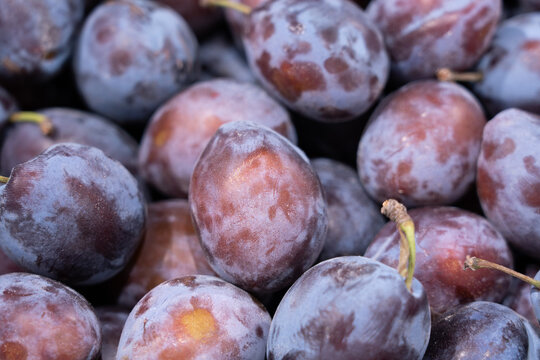 Fresh prune Plums Piled Together