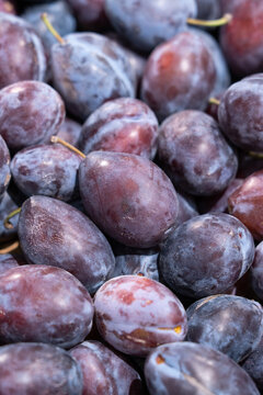 Fresh prune Plums Piled Together