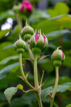 Close-up macro photo of young green rose buds with vibrant pink petals starting to show. Conceptual image for horticulture, gardening, floriculture, spring growth, plant care, and botanical beauty.