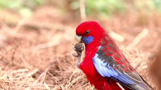 A vibrant crimson rosella parrot perching on the ground holding and
