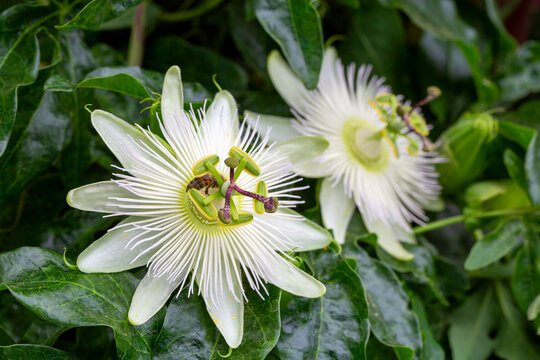 Ivy plant genus. Scientific name; Passiflora caerulea Constance Elliot