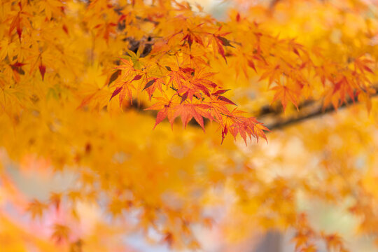 Red leaves (maple trees) in autumn season near Kyoto, Japan.