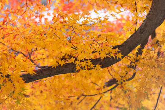 Red leaves (maple trees) in autumn season near Kyoto, Japan.