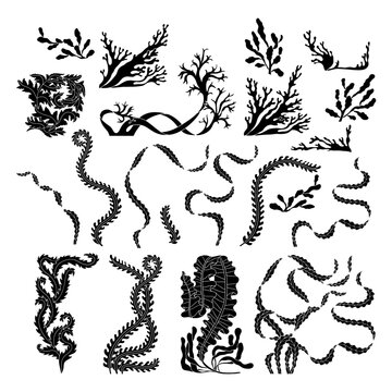 Elegant curvy Art nouveau style black and white seaweed and coral hand drawn monochrome vector illustration set. Vintage underwater botanical design silhouettes