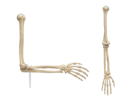 Complete human arm skeleton with joints isolated on transparent background
