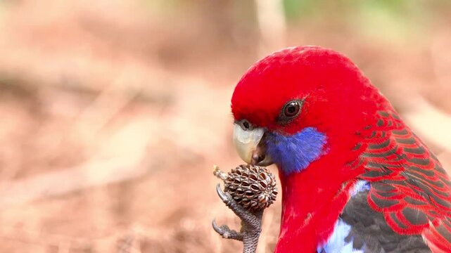 Crimson rosella parrot eating seed pod outdoors in natural light with