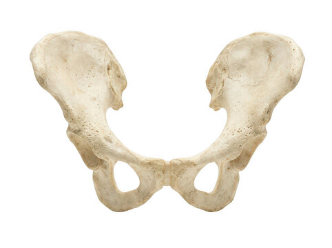 Human pelvis hip bone structure isolated on transparent background