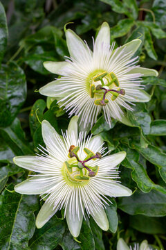 Ivy plant genus. Scientific name; Passiflora caerulea Constance Elliot