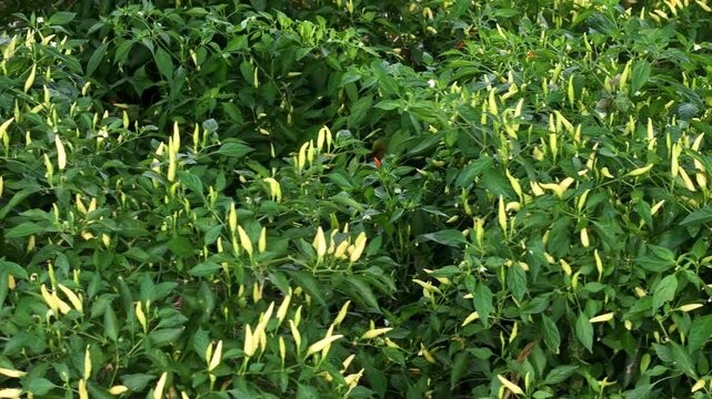 Yellow small chili peppers growing on green pepper plants in farm field