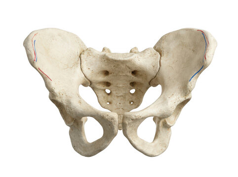 Human pelvis bone structure isolated on transparent background illustrating hip anatomy and pelvic girdle