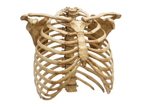Human rib cage and spine skeletal system isolated on transparent background for respiratory and thoracic study