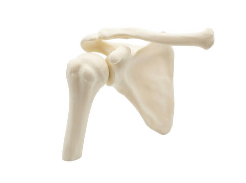 Human shoulder joint anatomy model isolated on transparent background showing clavicle scapula and humerus