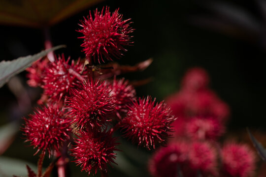 Close-up of the red fruits of the castor bean plant (Ricinus communis) growing on the castor bean tree.