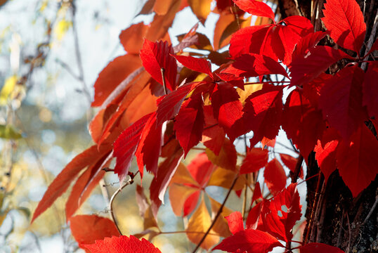 Bright red autumn leaves of a climbing vine cling to a tree trunk, backlit by soft sunlight and bokeh. Evokes seasonal change, warmth, texture, and vibrant fall color in nature.
